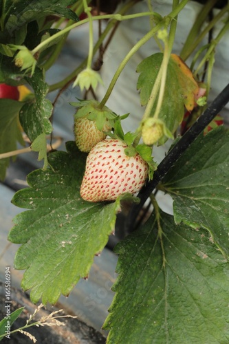 Fresh strawberries is delicious in the garden