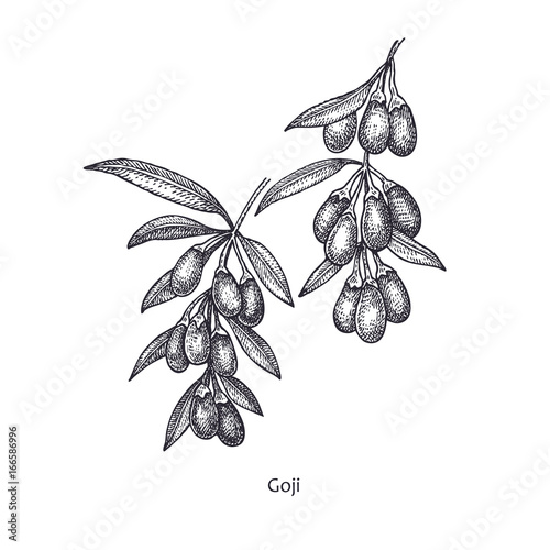 Medical plant Goji berries.