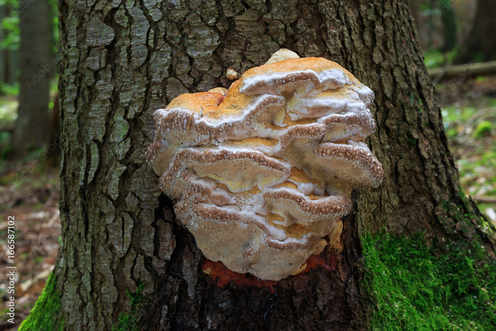 Fomitopsis pinicola. inedible mushrooms. Fomitopsis pinicola. inedible mushrooms.