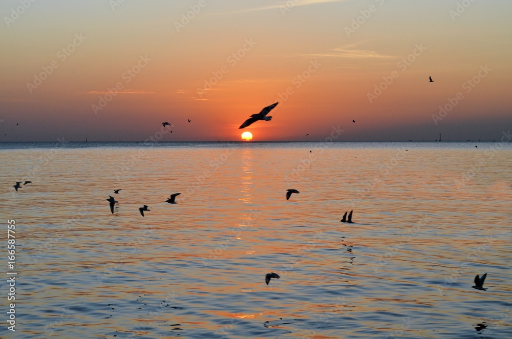 silhouette Seagull Birds fly through the seaside at sunset