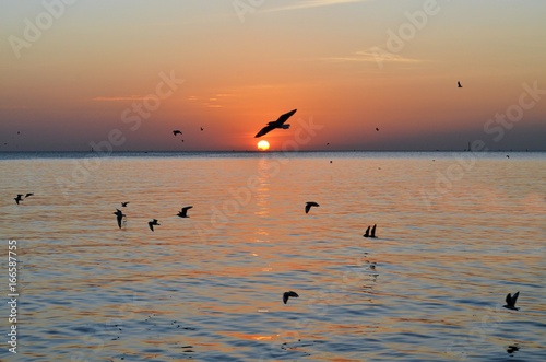 silhouette Seagull Birds fly through the seaside at sunset