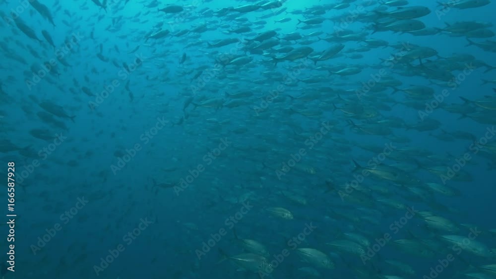 Massive school of fish off coast of Indonesia, POV Massive school of fish off coast of Indonesia, POV