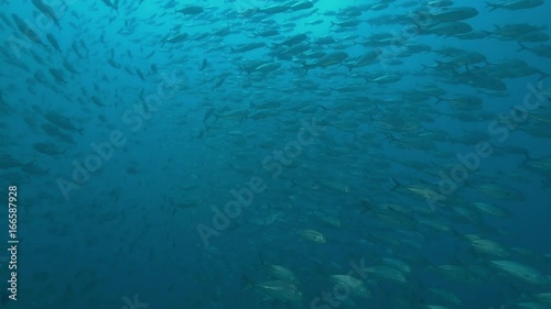 Wallpaper Mural Massive school of fish off coast of Indonesia, POV Torontodigital.ca
