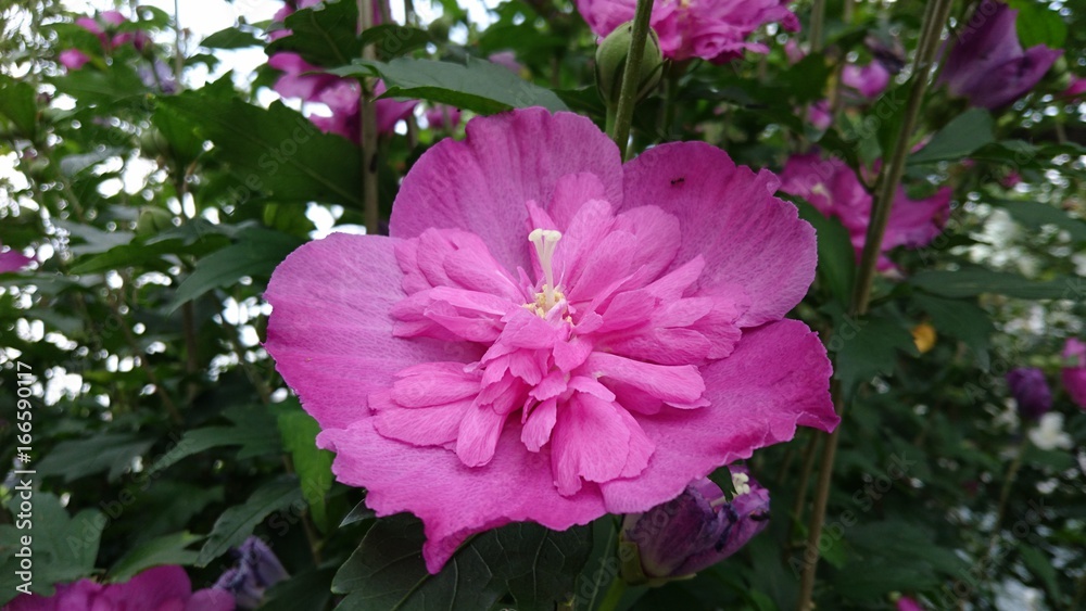 ムクゲ
rose of Sharon ムクゲ
rose of Sharon