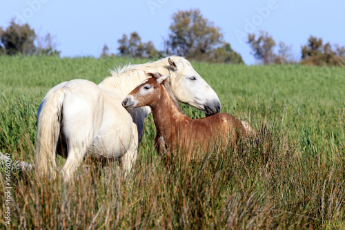 Wild horses in Camargue  France