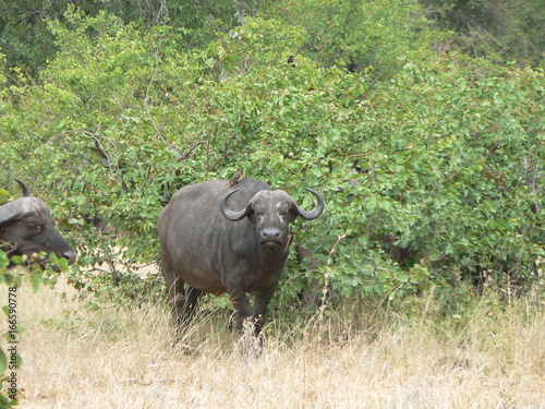south africa buffalo