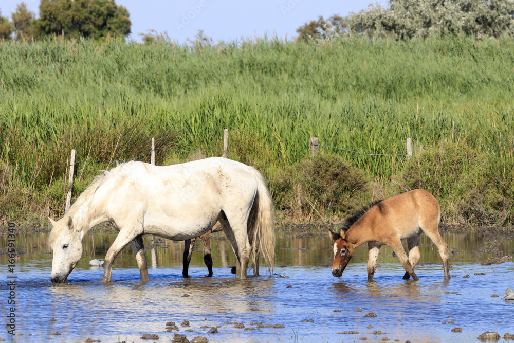 Obraz premium Wild horses in Camargue, France