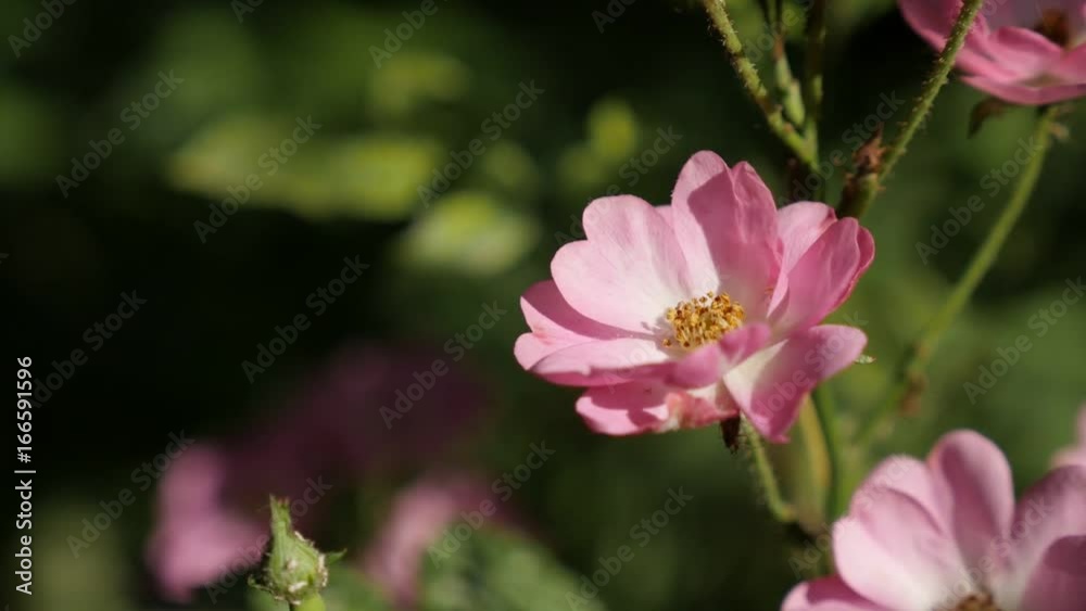 Slow motion of rambling Rose plant 1080p FullHD footage - Climber Rosa flower shallow DOF slow-mo 1920X1080 HD video
