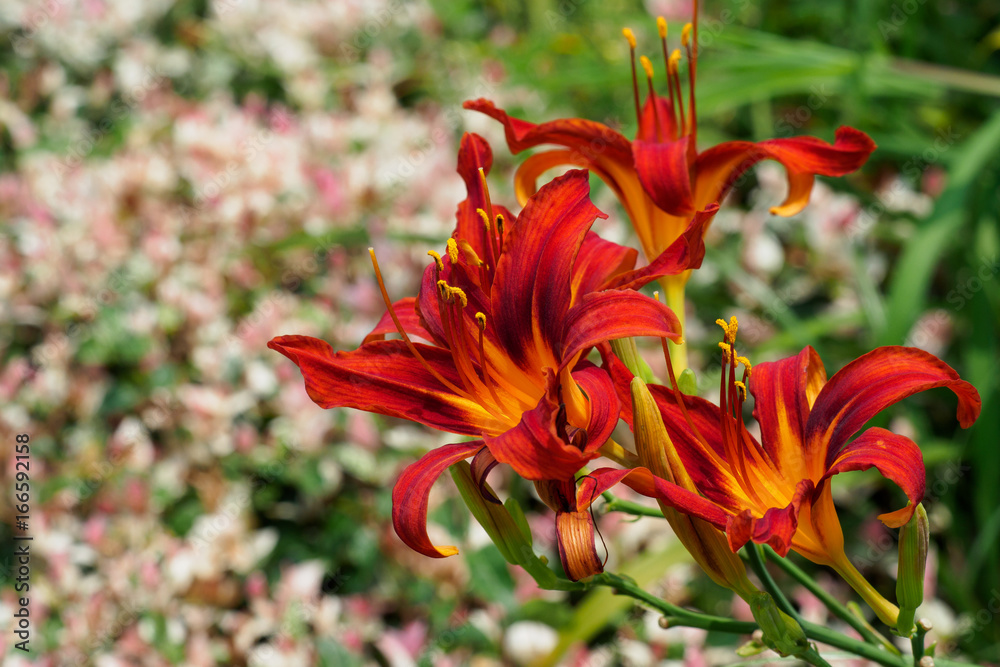 Fototapeta premium ヘメロカリス,Hemerocallis