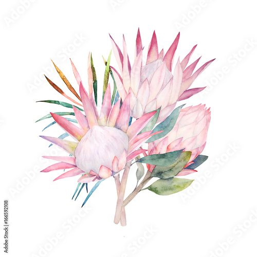 Watercolor bouquet. Protea flowers and tropical leaves. Hand drawn illustration