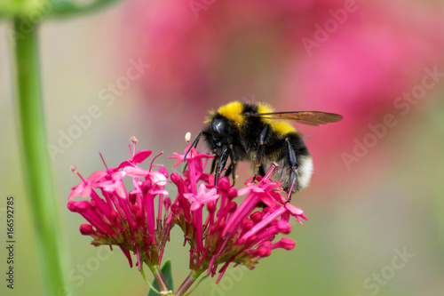 Hummel auf schöner Blüte