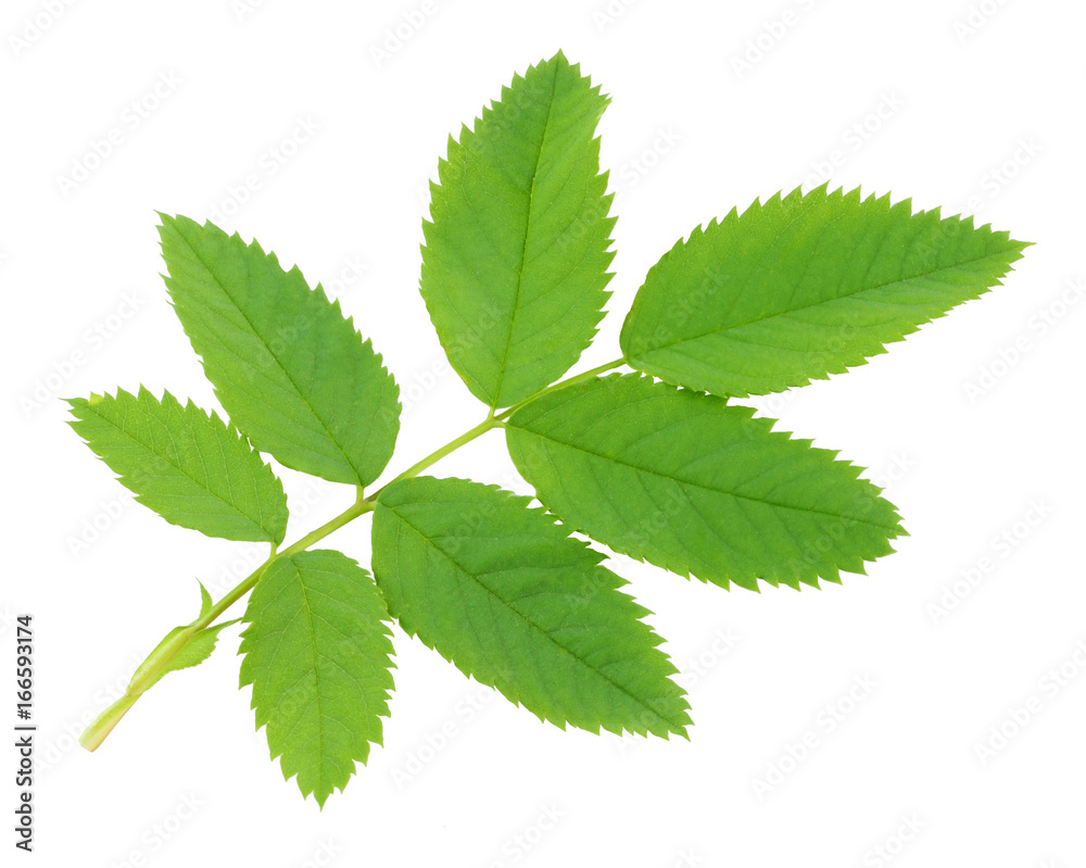 green leaf of Dogrose isolated on white background green leaf of Dogrose isolated on white background