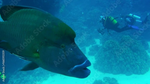 Close up, humphead wrasse swims near divers photo