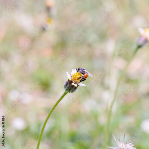 bee on flower © Ammak