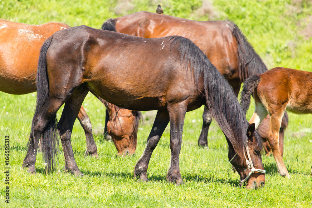 A horse in the pasture on a green lawn