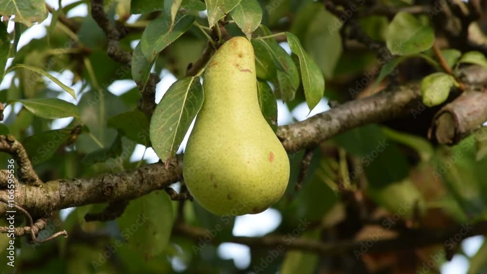 Pyrus Pear Pero Hrušeň Dardha Pera Peral Pære Päronsläktet Birnen Lê video Päärynät Grusza 梨 frutta Perur Груша fruit Perales fruta Poires fruto Kruška Armut thực vật Pyrus Pear Pero Hrušeň Dardha Pera Peral Pære Päronsläktet Birnen Lê video Päärynät Grusza 梨 frutta Perur Груша fruit Perales fruta Poires fruto Kruška Armut thực vật