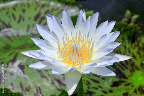 Blue lotus flower beautiful lotus