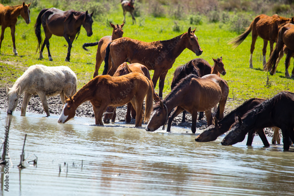 Horse on watering places on the lake Horse on watering places on the lake