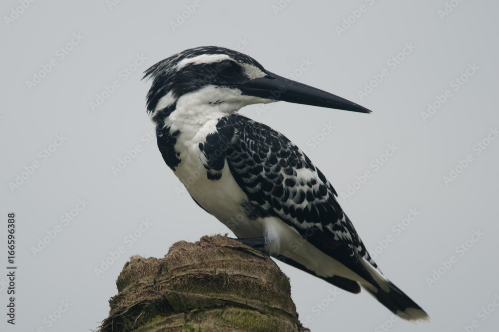 Fototapeta premium Pied Kingfisher