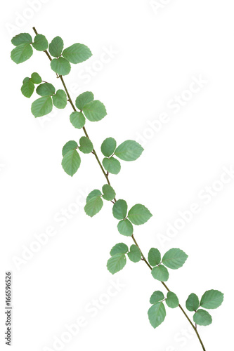 vine plants isolated on white background, clipping path.