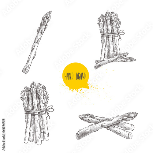 Hand drawn sketch style set of asparagus. Single, bunch and composition.