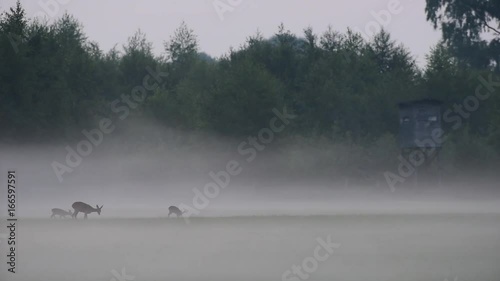 Rehwild, Ricke mit zwei Kitzen im Bodennebel, Sommer photo