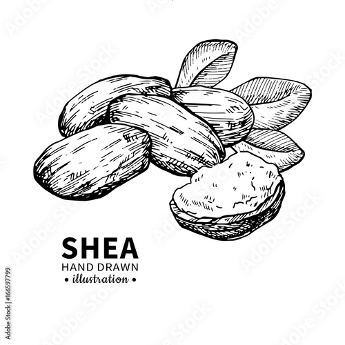 Shea butter vector drawing. Isolated vintage illustration of nuts. Organic essential oil engraved style sketch.