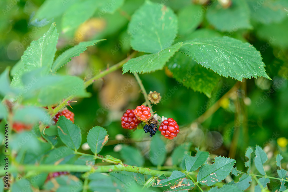 Beeren am Strauch Beeren am Strauch