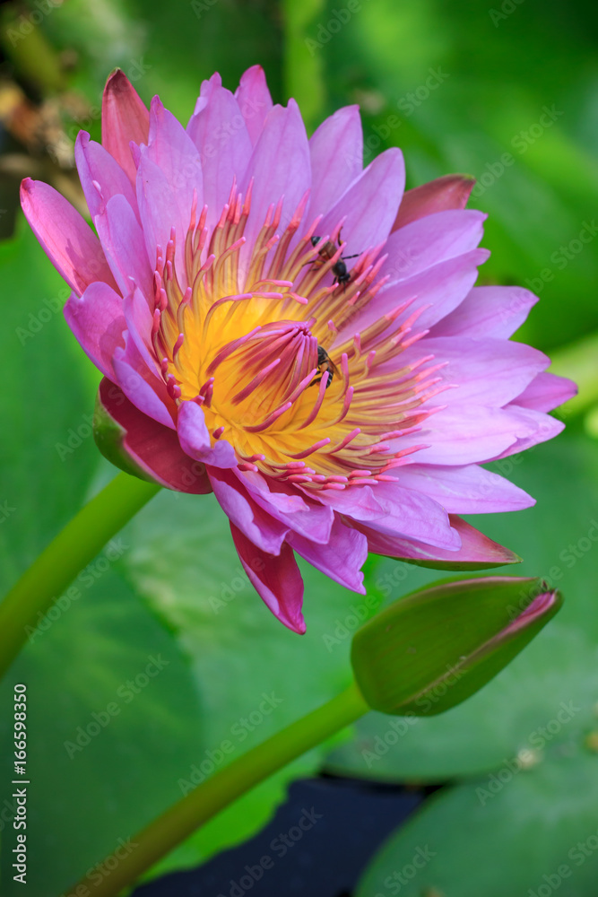 Pink lotus flower beautiful lotus Pink lotus flower beautiful lotus