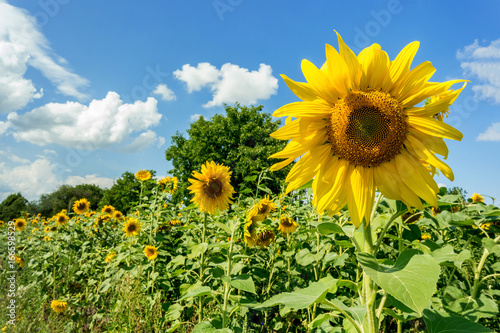 Field with sunflowers on a sunny day