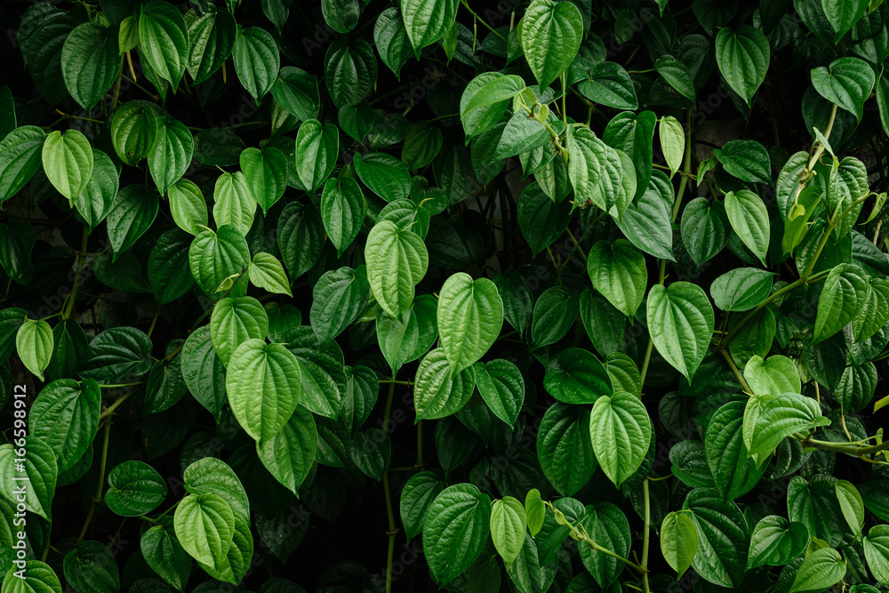 Green trees and leaf greenery Green trees and leaf greenery