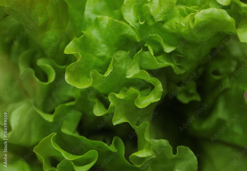 Fresh green lettuce, closeup Fresh green lettuce, closeup