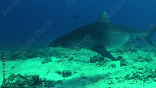 Wallpaper Mural Tiger shark swims in Atlantic ocean, POV Torontodigital.ca