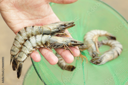 Fresh shrimps on male hand, outdoors