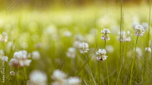 White Flowers Field 