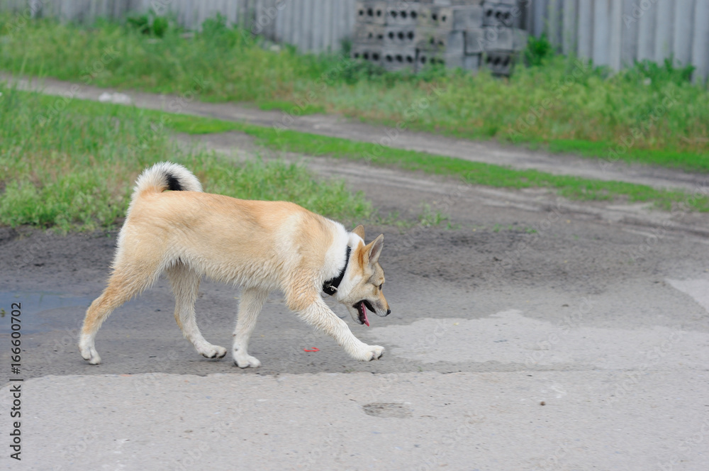 A beautiful Siberian Laika puppy on the grass A beautiful Siberian Laika puppy on the grass