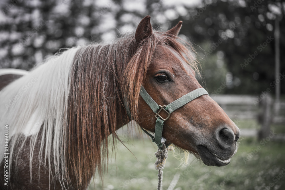 Brown Horse Brown Horse