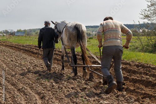 Лошадь и человек пашет поле photo