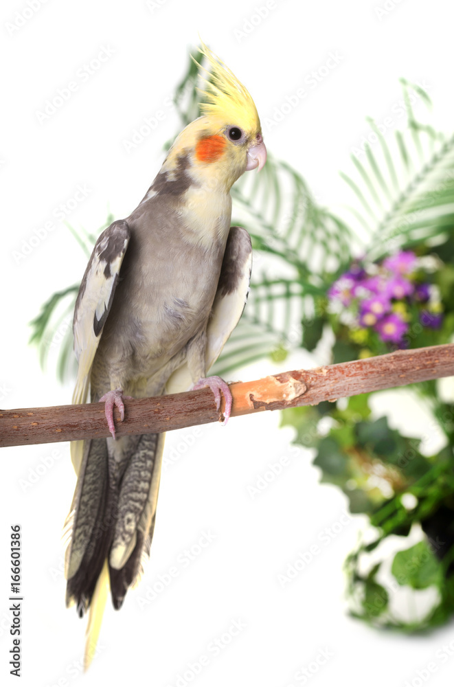 Obraz premium cockatiel in studio