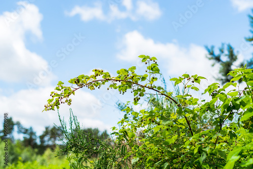 Wild raspberries