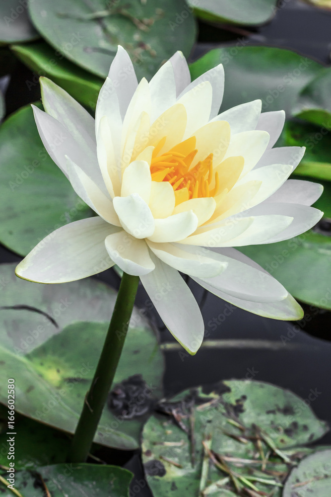 White lotus flower beautiful lotus