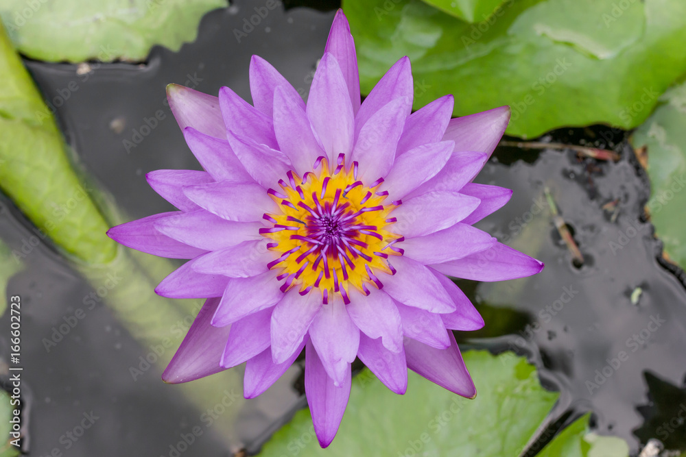 Purple lotus flower beautiful lotus Purple lotus flower beautiful lotus