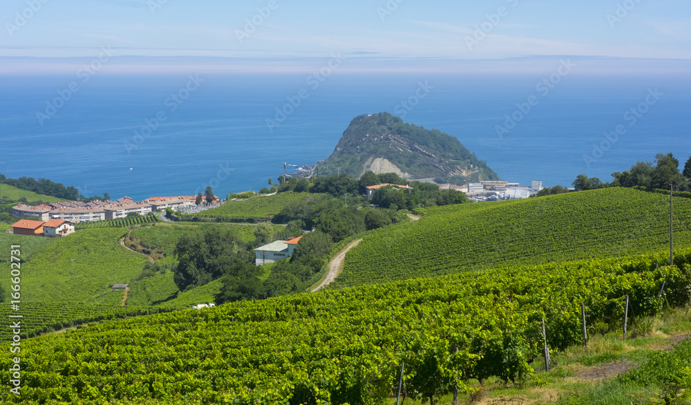 Holiday place between vineyards and wine production on the coast of Getaria, Basque Country