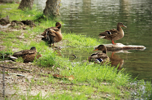 Ducks on the river bank