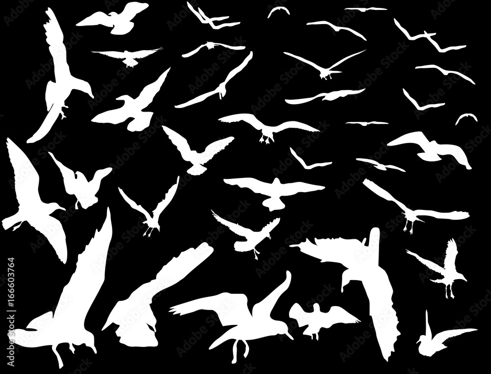 large and small gulls on black background large and small gulls on black background