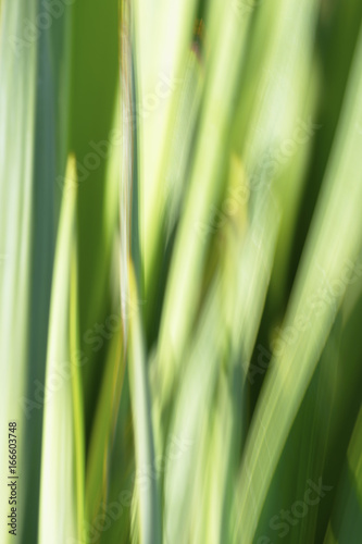 Blurred natural background of vertical yucca 