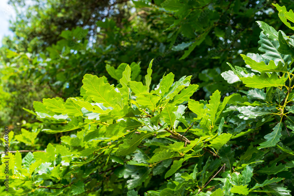 Obraz premium Green Forest 