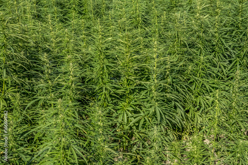 Technical Marihuana Cannabis field