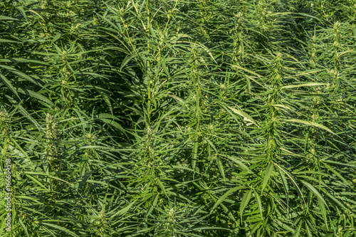 Technical Marihuana Cannabis field