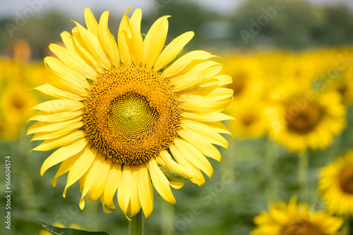 Beautiful yellow sunflower in the farm background